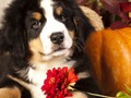 Igra Puzzle Pics Dodatek Dejstva  spletu