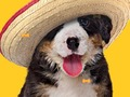 Igra Funny Dog: Hidden Bones  spletu