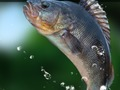 Igra Zeleno jezero  spletu