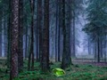 Igra Mistični sončni zahod v gozdu  spletu