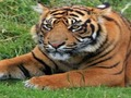 Igra Trivia Zoo spletu