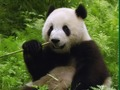 Igra Pandas sestavljanka spletu