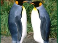 Igra Penguin sestavljanka spletu
