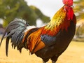 Igra Puzzle domače ptice  spletu