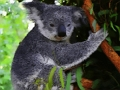 Igra Ljubki dojenček Koala Bear  spletu