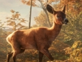 Igra SAFARI JEEP MARKIRANJE SIM: Jungle Adventure spletu