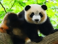 Igra Luštna otroška panda  spletu