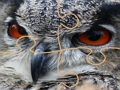 Igra Divja sova Jigsaw  spletu