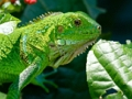 Igra Divja iguana  spletu