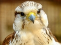 Igra Vbodna žaga Gyrfalcon  spletu