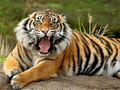 Igra Živali Jigsaw Puzzle Tiger  spletu