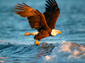 Igra Živali Jigsaw Puzzle Eagle  spletu