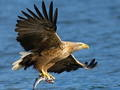 Igra Tobogan Flying Birds  spletu