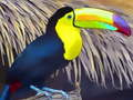 Igra Toucan Bird Sedsaw spletu