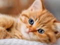 Igra Zbirka sestavljank Kittens  spletu