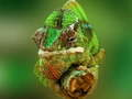 Igra Chameleon Jigsaw spletu