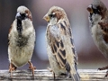 Igra Sestavljanka družine Sparrow  spletu