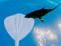 Igra Deskanje Stingrays  spletu
