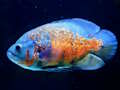 Igra Sestavljanka Tiger Fish  spletu