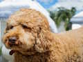 Igra Labradoodle Puzzle  spletu