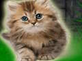 Igra Par Kitten Escape  spletu