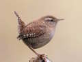 Igra Birdlingo spletu