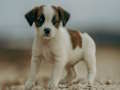 Igra Jack Russell Jigsaw spletu
