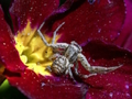 Igra Sestavljanka Crab Spider  spletu
