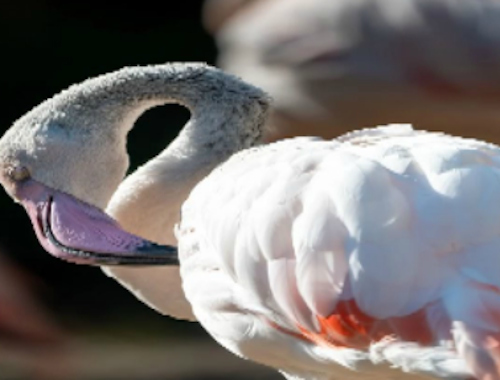 Igra Flamingo Bird Seja spletu